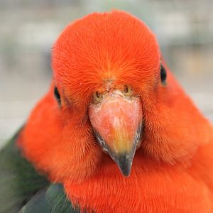 Australian king parrot