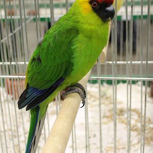 Horned parakeet
