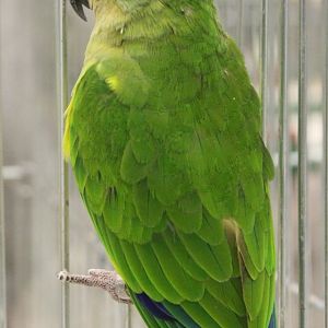Golden-capped parakeet