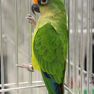 Golden-capped parakeet