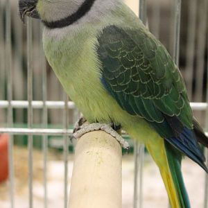 Malabar parakeet