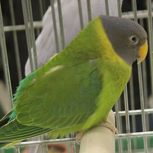 Plum-headed parakeet