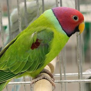 Plum-headed parakeet