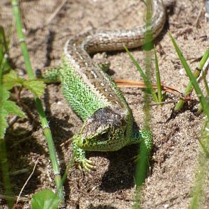 Sand Lizard
