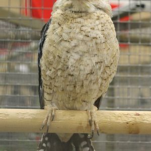 Blue-winged kookaburra