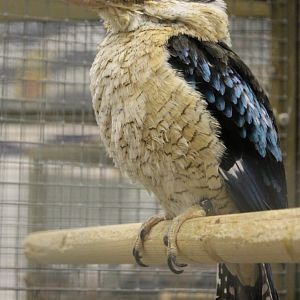 Blue-winged kookaburra