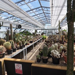 Cactus in The Plant Project