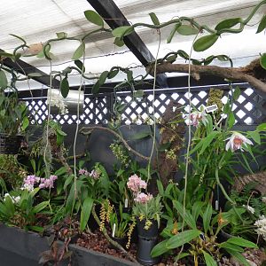 Orchid Display in The Plant Project