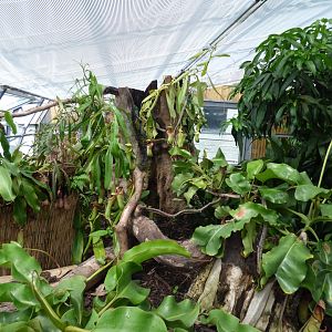 Tropical plants in The Plant Project