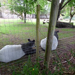 Solo and Majorie the Malayan Tapir