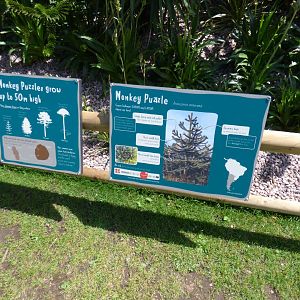 Monkey Puzzle signage