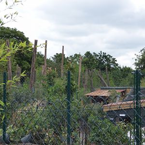 Sun Bear Enclosure construction