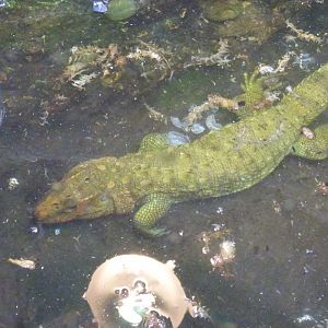 Caiman Lizard Swimming