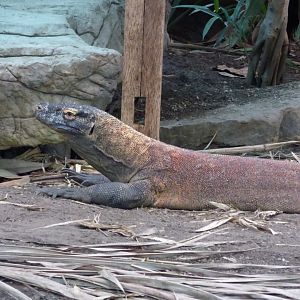 'Jantan' the Komodo Dragon