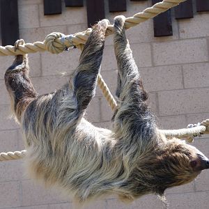 Two Toed Sloth Outside