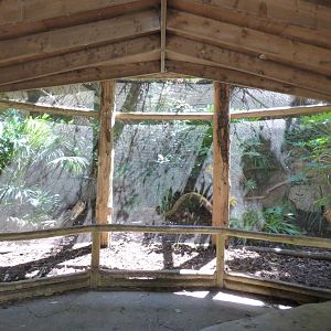 Red-billed Currasow Aviary
