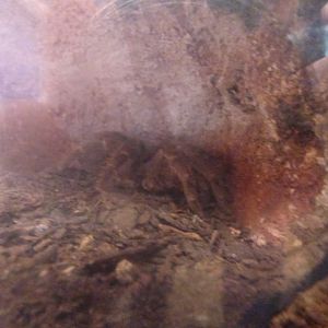 Montseratt Turantula