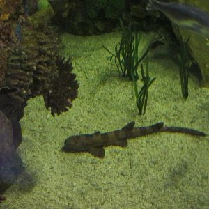 white spotted bamboo shark