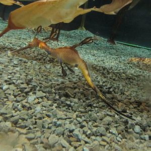 weedy sea dragon