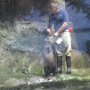 sea otter and keeper