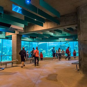 Africa Rocks Donor Preview 7/01/2017