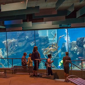 Africa Rocks Donor Preview 7/01/2017