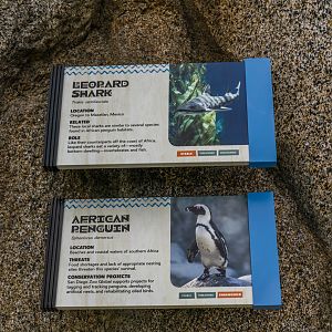 Africa Rocks Donor Preview 7/01/2017