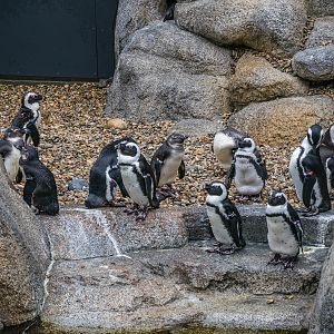 Africa Rocks Donor Preview 7/01/2017