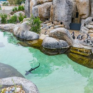 Africa Rocks Donor Preview 7/01/2017