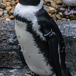 Africa Rocks Donor Preview 7/01/2017