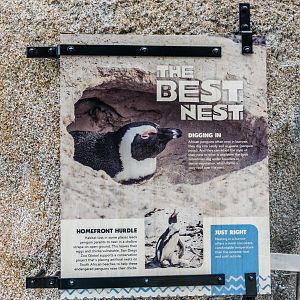 Africa Rocks Donor Preview 7/01/2017