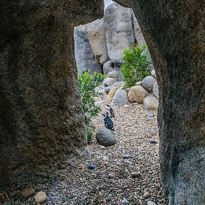 Africa Rocks Donor Preview 7/01/2017