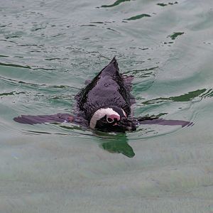 Africa Rocks Donor Preview 7/01/2017