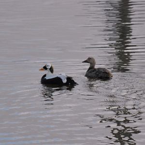 Spectacled Eiders - Alaska
