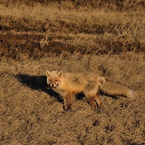 Red Fox With A Brown Lemming - Alaska
