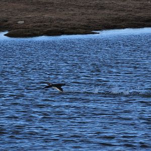 Red-throated Loon taking flight - Alaska