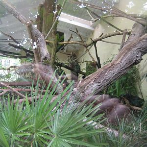 Tierpark Hagenbeck - South American rainforest exhibit