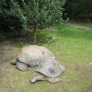 Tierpark Hagenbeck - Giant tortoise exhibit