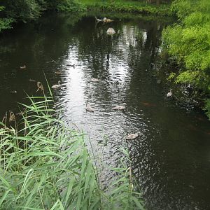 Tierpark Hagenbeck - Saurier-Teich