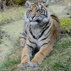 Sumatran Tiger Cub