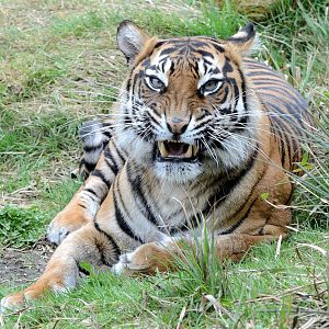 Female Sumatran Tiger Melati