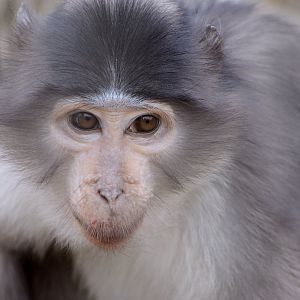 White-naped Mangabey