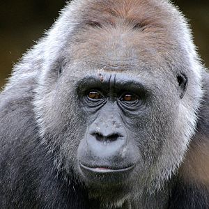 Female Gorilla