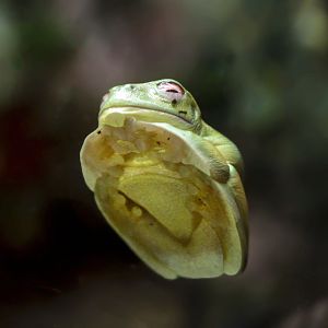 Jul. 2017 - Australian Adventure - Green Tree Frog