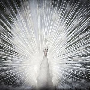 Jul. 2017 - The White Peafowl
