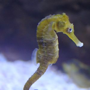 Seahorse