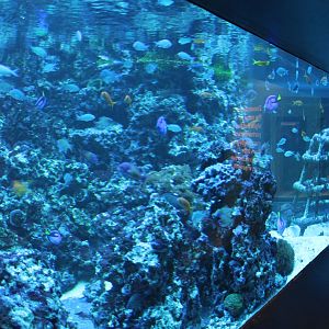 Coral Tank View