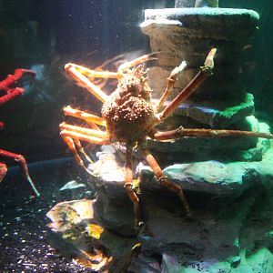 Japanese Spider Crab