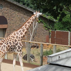 Giraffe and Giant Anteater