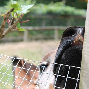 Friendly Okapi